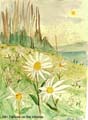 191_Daisys_on_The_Hillside