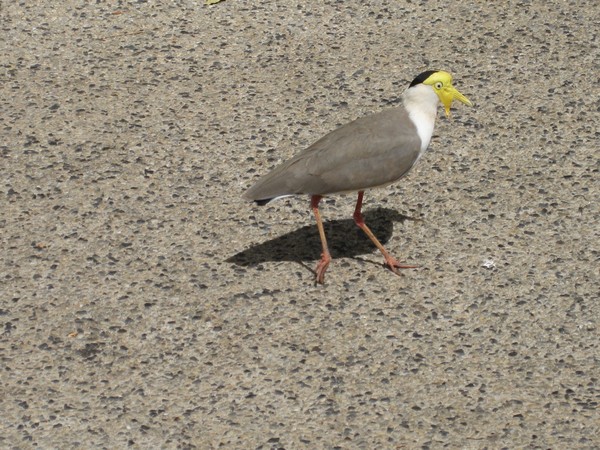 n_img_0057__plover.jpg