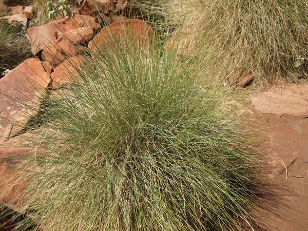 n_img_0607_spinifex_is_the_most_common_plant.jpg