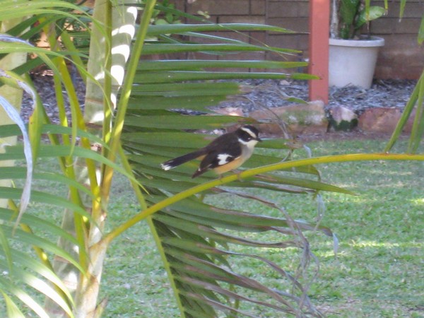 n_img_0648_willy_wagtail.jpg