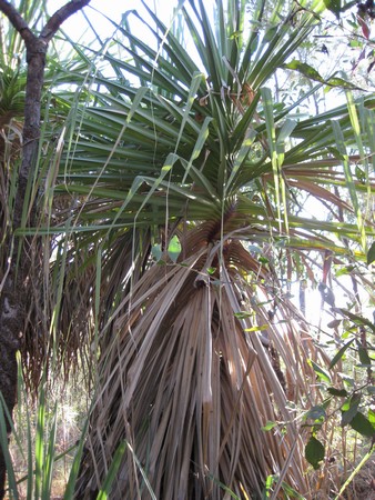 n_img_0769_spiral_pandanus_tree.jpg