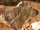 IMG_0831  Sandstone wave patterns in Emma Gorge.JPG