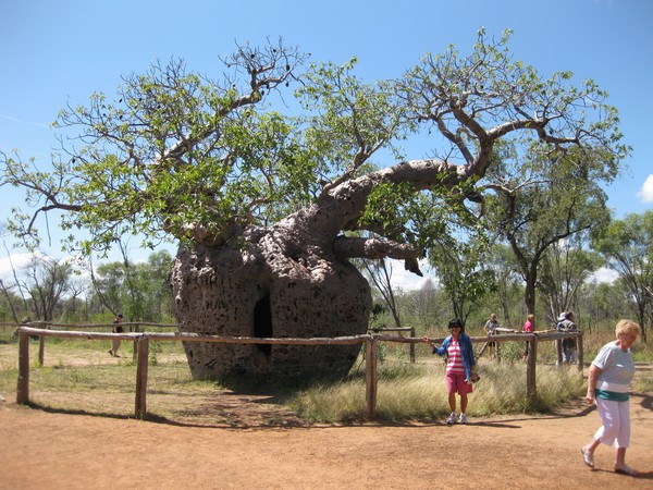 n_img_1168__the_prison_tree__just_south_of_derby.jpg