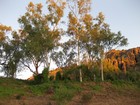 IMG_1112  Red river gums.JPG