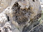 IMG_1172  Inside a termite mound.JPG