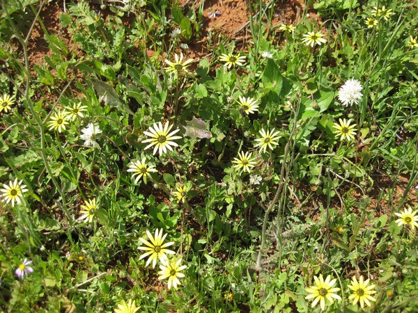 n_img_2064__spring_flower_season_in_southwest_australia.jpg