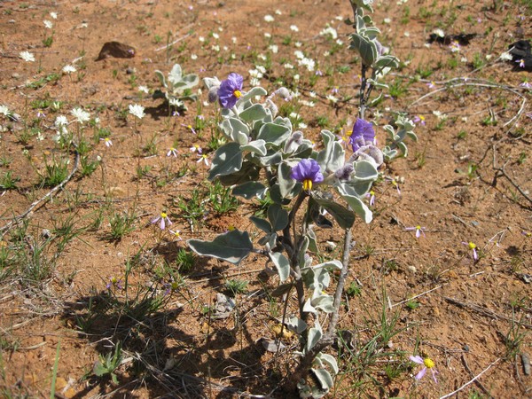 n_img_2067__purple_bush_tomatoes.jpg