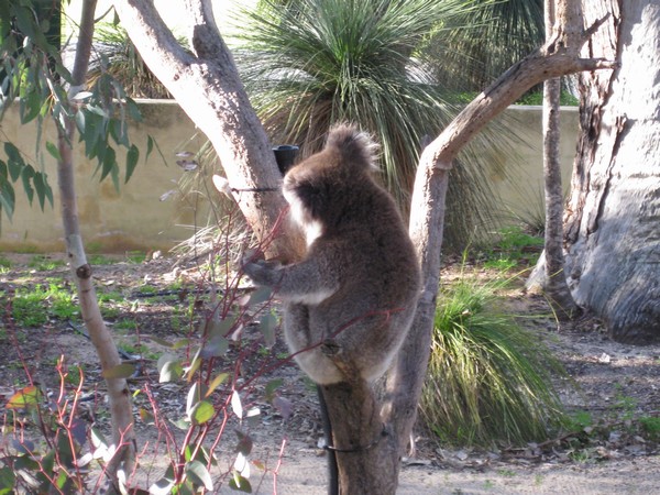 n_img_3252__koala_colony_in_yanchep_national_park.jpg