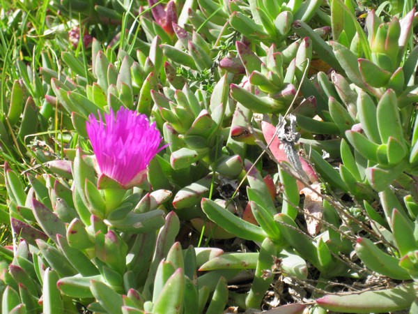 n_img_3537__flowers_at_cape_leeuwin__.jpg