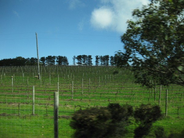 n_img_3574__vinyard.jpg