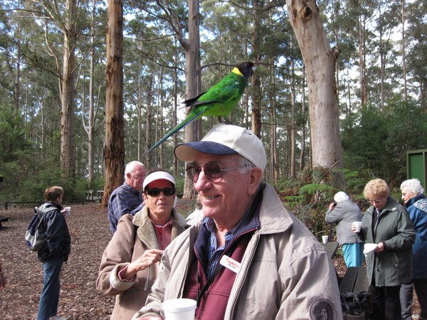 n_img_3638__western_ring_necked_parrot.jpg