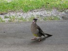 IMG_3664  Red wattlebird.JPG