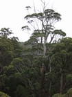 IMG_3687  Tingle tree on the Treetop Walk.JPG