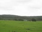 IMG_3734  Lush fields with cattle and homestead.JPG