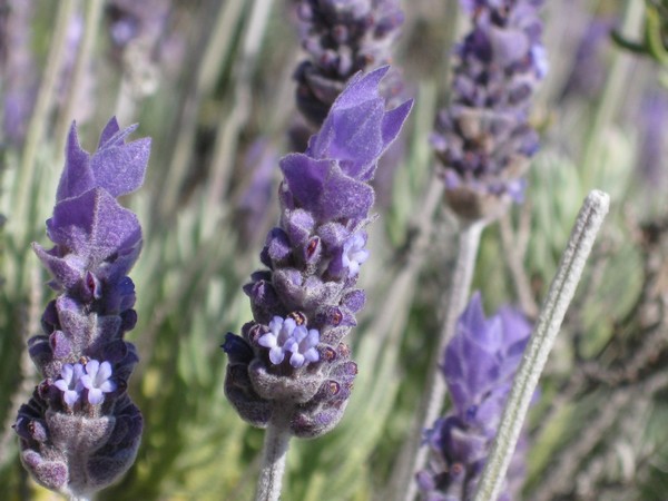 n_img_4299__fremantle_flowers.jpg