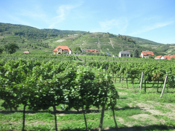 n_img_2620_vineyards.jpg