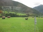 IMG_2971 Cows and hay shelters.JPG