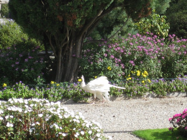 n_img_3229_white_peacock.jpg