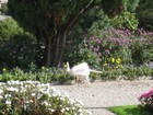 IMG_3229 White peacock.JPG