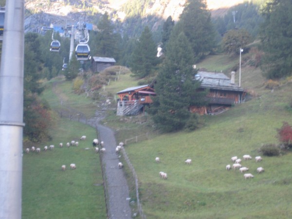 n_img_3414_cable_cars_and_sheep_below.jpg