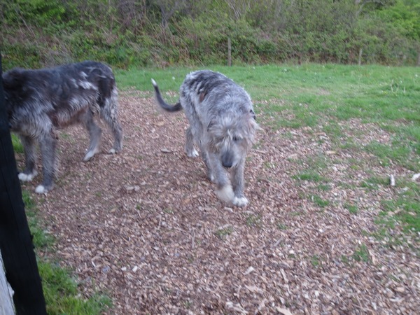 n_img_3092__the_resident_irish_wolfhounds.jpg