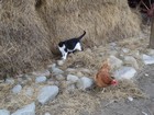 IMG_3082  Farm cats have never changed.JPG