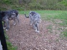 IMG_3092  The resident Irish wolfhounds.JPG