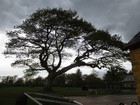 IMG_3101  A gnarled Irish oak.JPG