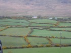 IMG_3240  Close-up of protected hedgerows.JPG