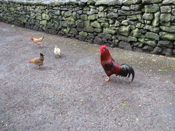 n_img_3434__bunratty_folk_park_farm.jpg