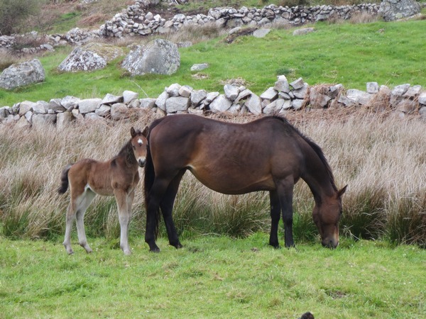 n_img_3694__furbogh_neighbours.jpg