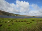 IMG_3610  Connemara sheep.JPG