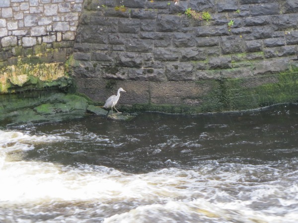 n_img_3749__garavogue_river_in_sligo.jpg