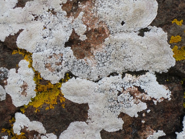 n_img_3967__lichens_on_the_volcanic_rocks.jpg