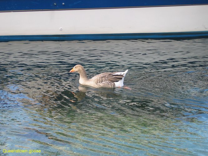 2007_03_29__2173_queenstown_goose.jpg