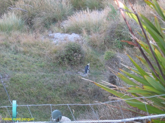 2007_03_31__2284_yellow_eyed_penguin.jpg