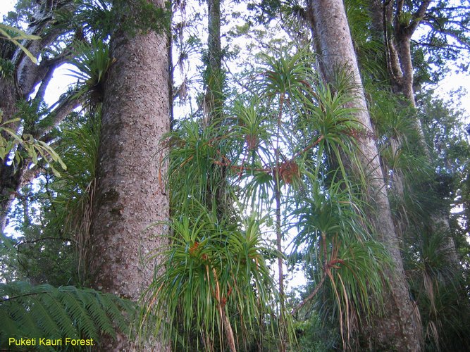 2007_04_09__2481puketi_kauri_forest.jpg