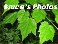 Click to visit Bruce's Photo Album