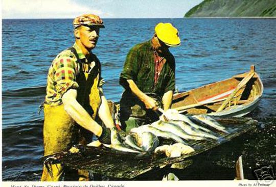 catch of gaspe cod