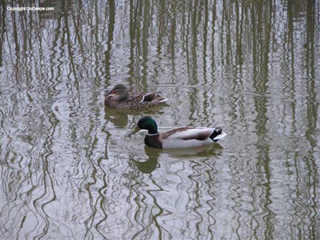 04_mallard_ducks