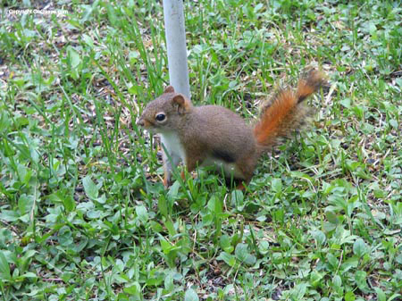 04_squirrel