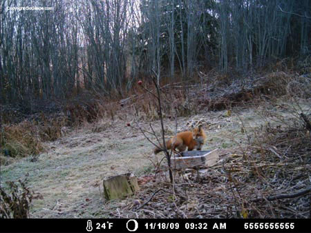 04deer cam fox