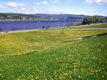 gaspe flowers 2010 05 004