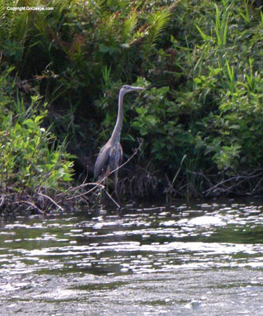 stjean river 016a