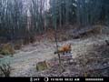 deer cam fox 002