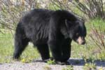 Gaspé Wildlife